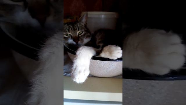 Суп с котом