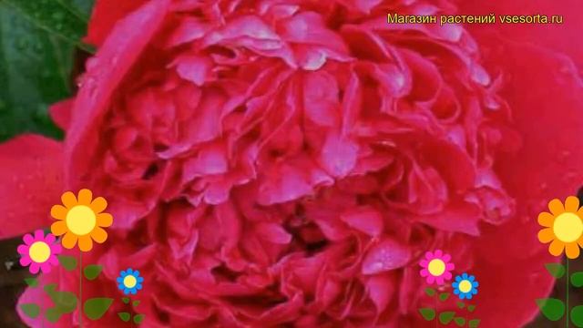 Пион молочноцветковый Карл Розенфельд. Краткий обзор, описание paeonia lactiflora Karl Rosenfield смотреть онлайн