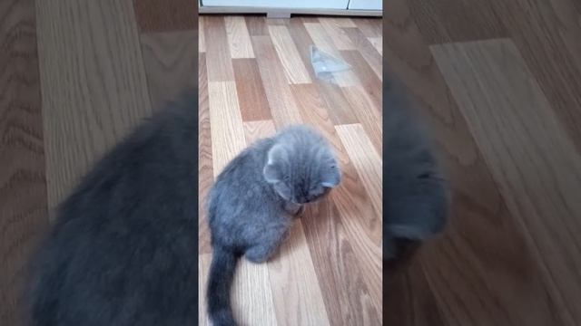 котенок шатландский вислоухий 2 месяца смотреть онлайн