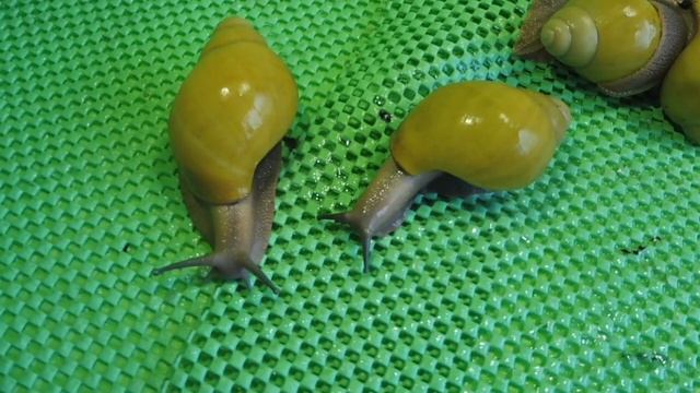 АРХАХАТИНА МАРГИНАТА ИКТЕРИКА #УЛИТКИКУПЛЮПРОДАЮ( ПИТОМНИК "МАРИ МИСТИК" ) смотреть онлайн