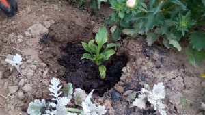 выращивание хосты из семян и корневища(Часть 1)