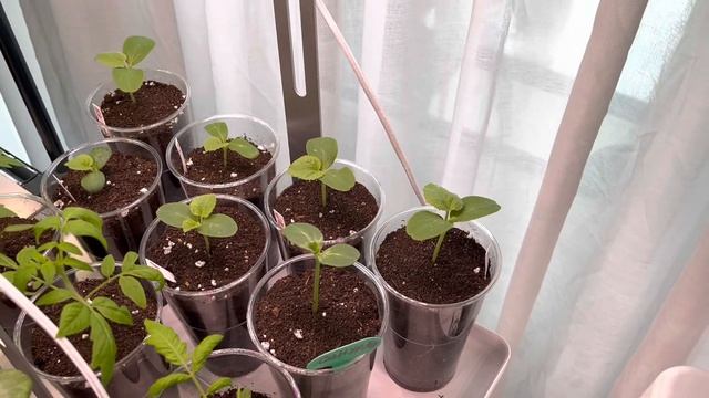 РАССАДА ОГУРЦОВ ???ДЫНИ ?КАБАЧКОВ ?? смотреть онлайн