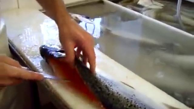 Разделка рыбы на филе Охлажденный лосось смотреть онлайн