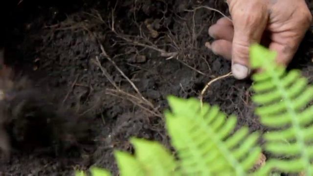 ЖЕНЬШЕНЬ В БУХТЕ КЛОКОВО.mpg смотреть онлайн