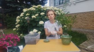 АСПАРАГУС ФАЛЬКАТУС /СЕРПОВИДНЫЙЙ