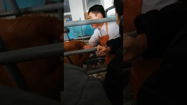 Теймураз смотреть онлайн