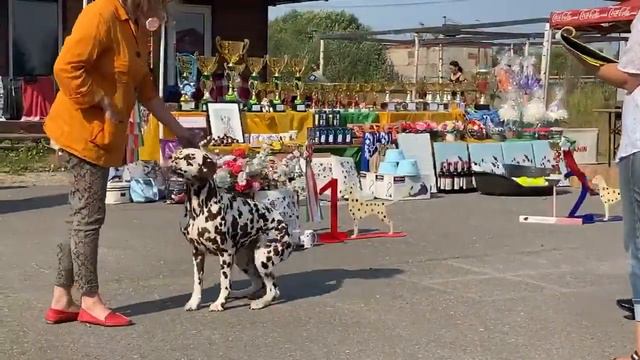 Чемпионат Далматинов. Часть 3. Суки.