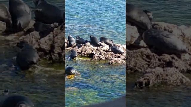 оз.Байкал. Нерпы смотреть онлайн