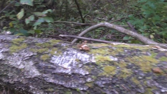 ЗАГЛЯНУЛ В ГЛУБЬ ЛЕСА, А ТАААМ СКАЗОЧНЫЕ ГРИБЫ! MUSHROOMS AND FOREST смотреть онлайн