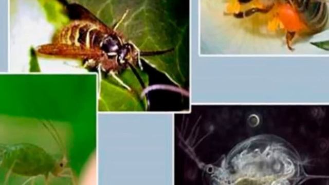 Мужское начало "просто не нужно". Партеногенез- "непорочное зачатие".Необычное явление природы. смотреть онлайн