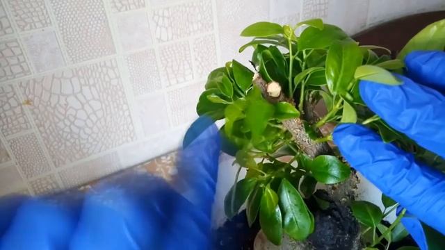 Только при такой обрезке фикус начнет новую жизнь (формируем крону). смотреть онлайн