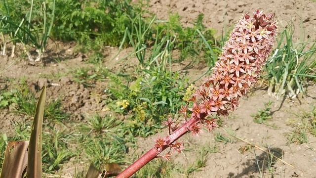 Eucomis comosa Sparkling Burgundy, a Pineapple Lily with unusual foliage colour and long blooming смотреть онлайн