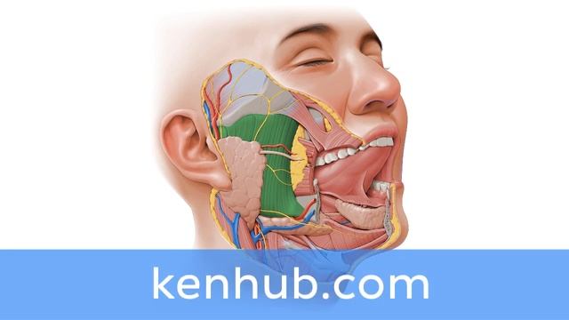 Masseter muscle | Anatomical Terms Pronunciation by Kenhub смотреть онлайн