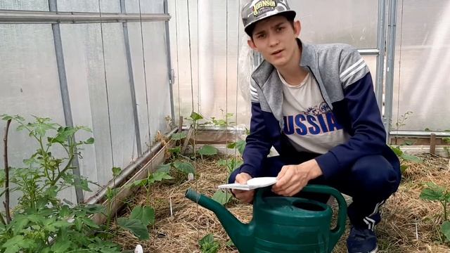 ПЕРВАЯ ПОДКОРМКА ОГУРЦОВ ПОСЛЕ ВЫСАДКИ САМАЯ ВАЖНАЯ смотреть онлайн