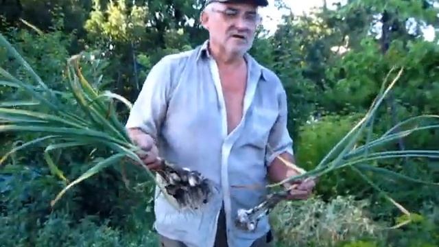 ЧЕСНОК пора выкапывать, пришла лучшая и правильная пора уборки смотреть онлайн