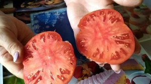 Томат Зимаревский великан .