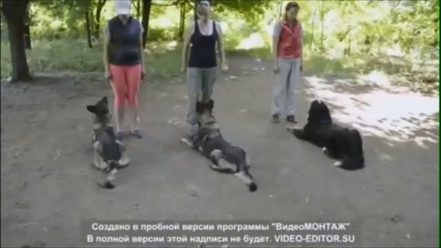 Дрессировка собак в Запорожье.SmartDog, работа в группе смотреть онлайн