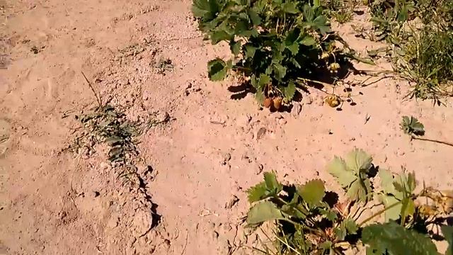 Клубника, разные сорта, солнце, жара, кусты сохнут. 10.06.18.