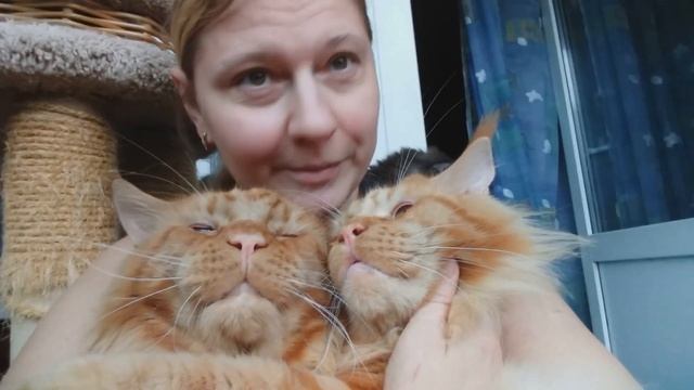 Мейн кун.Мои любимые парни,коты Джокер и Вавилон. Очень любим целовашки и обнимашки. смотреть онлайн