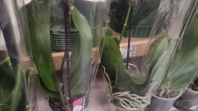 В Эпицентре снова ПОСТАВКА ОРХИДЕЙ 😃🌺🌷 смотреть онлайн