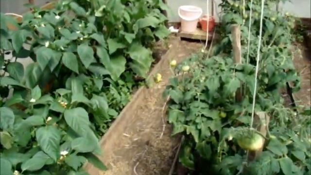 Не хитрый полив. Огород в июне//Сельское подворье на Урале// смотреть онлайн