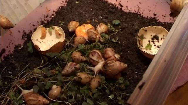 как ухаживать за улитками смотреть онлайн