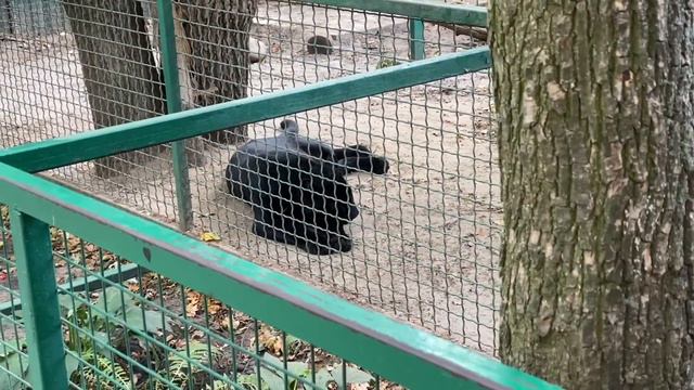 ЛЕСНЫЕ ПРИКЛЮЧЕНИЯ В ЭКОПАРКЕ ФЕЛЬДМАНА | Irina Belaja live смотреть онлайн