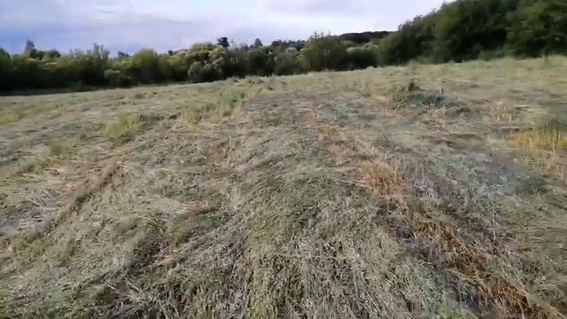 Овёс на сено. Наконец скосили! смотреть онлайн