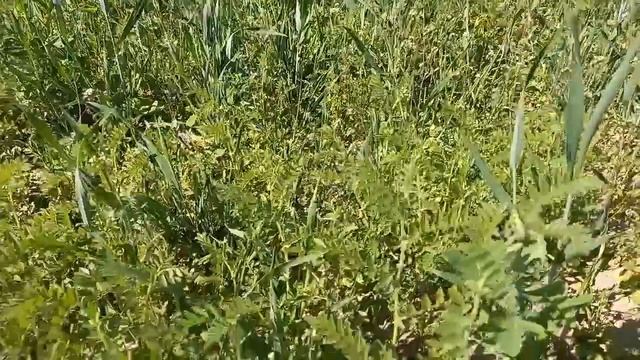 Картофель в июне. Ошибки посадки, ухода и предшественники смотреть онлайн