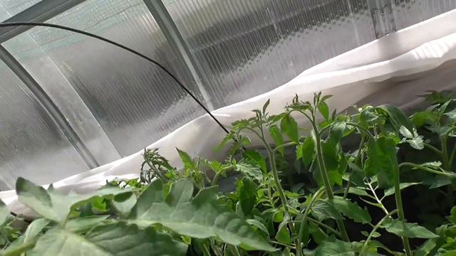 РАСТЕМ НАЗЛО КАПРИЗАМ ПОГОДЫ! Ольга Чернова. смотреть онлайн