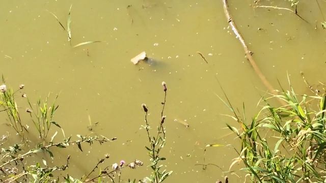 Пруд своими руками для разведения рыбы. смотреть онлайн