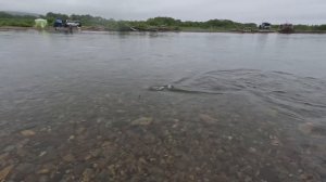 Рыбалка на реке Максимовка Приморский край. Горбуша на спиннинг.