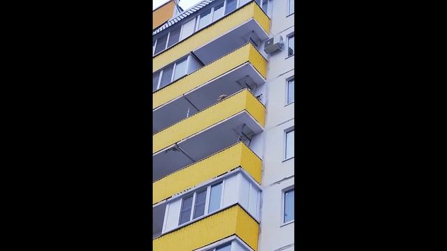 Волжан шокировал петух на балконе многоэтажки смотреть онлайн