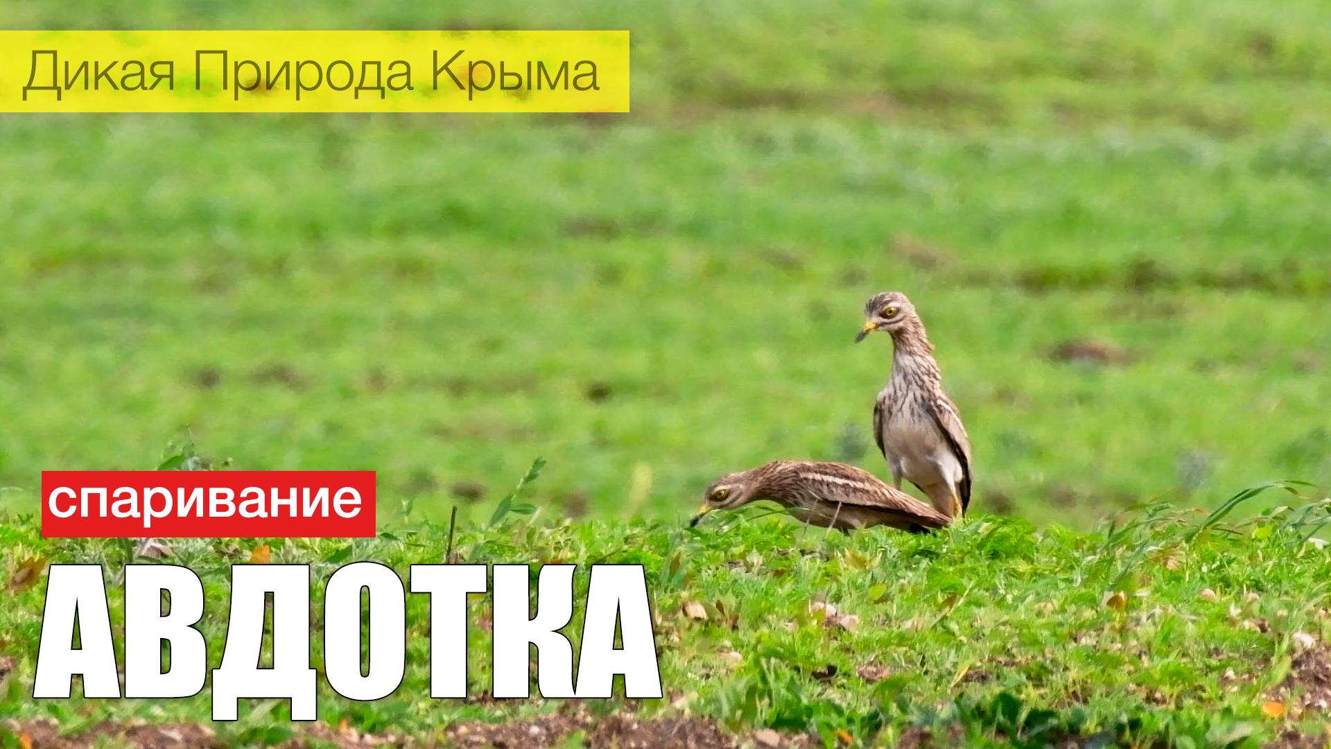 Авдоткина любовь смотреть онлайн