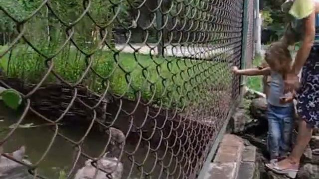 Зоопарк в Тернополе смотреть онлайн