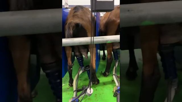 Доение альпийских коз на ферма в Курцево смотреть онлайн