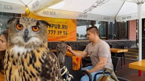 Совёнок бородатой неясыти Ори.