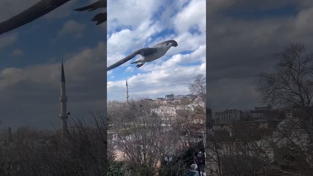 Rooftops in Istanbul are something else #rooftops #istanbul #sevenhills #amazingview #monument смотреть онлайн