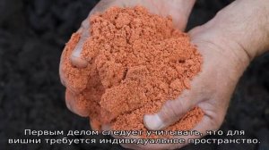 Как посадить вишню весной: пошаговое руководство