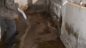 СОДЕРЖАНИЕ СВИНЕЙ НА ГЛУБОКОЙ ПОДСТИЛКЕ, КАК ПРАВЕЛЬНО ЕЁ СДЕЛАТЬ.