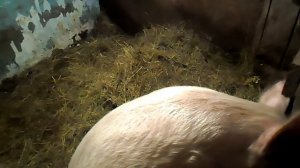 Делаю укол свинье