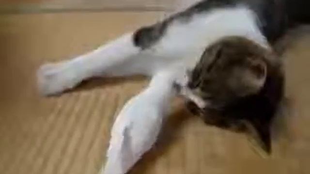 попугай командует коту не спать!!! смотреть онлайн