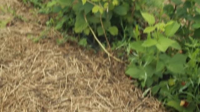 малина соколица смотреть онлайн