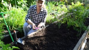 Дайкон: посадка, уход и хранение. Выращивание дайкона