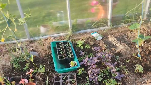 18 августа/ЖАРА В Карелии/Грибы на участке/Огород смотреть онлайн