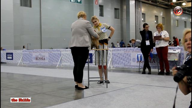IDS "RKF Cup 2019" Moscow, Pomeranian смотреть онлайн