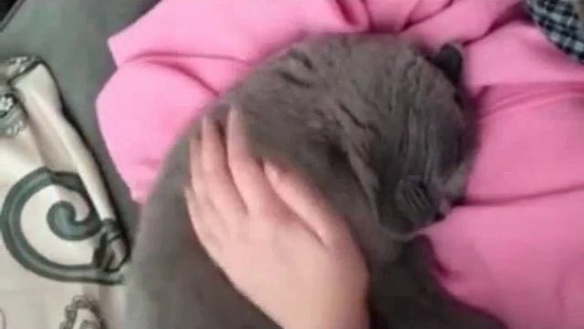 Этого соню бесполезно пихать Различные короткие видео ролики, приколы и др. @ смотреть онлайн