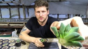 Как размножить Хавортию и другие суккуленты отростками