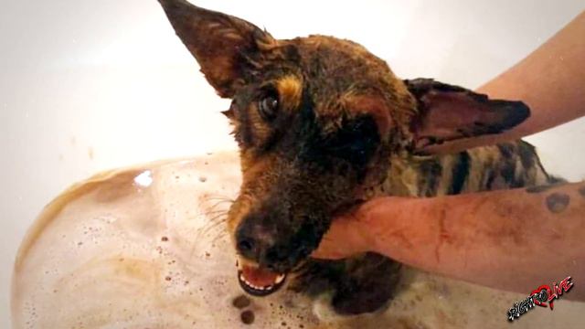 Маленькая собака застряла в гудроне, сама она выбраться не могла... смотреть онлайн