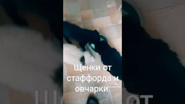 Очаровательные щенки метисы, от мамы Стаффорда и папы Овчарки Малинуа. Ищут своих будующих хозяев. смотреть онлайн